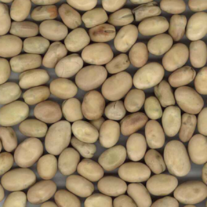 whole faba beans